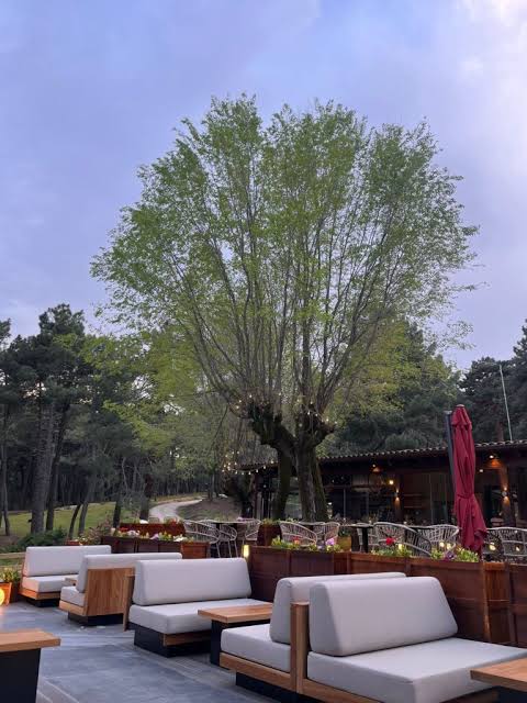 Terraza de La Jarosa entre pinos